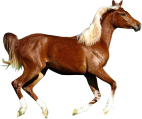 1.png