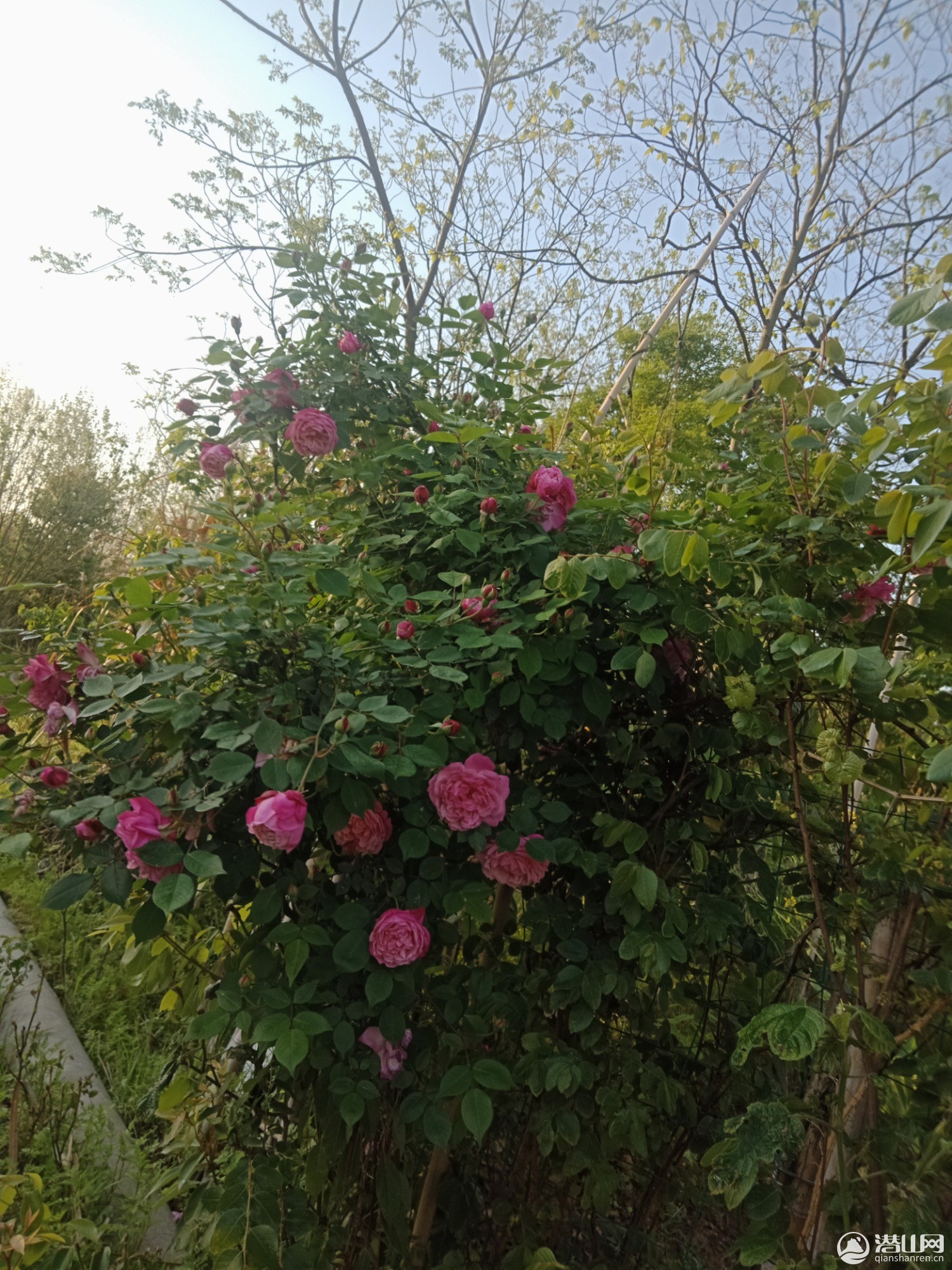 IMG20200413065209.jpg