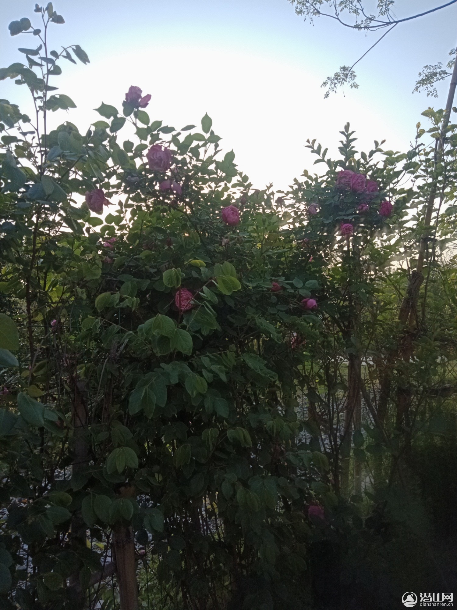 IMG20200415065153.jpg