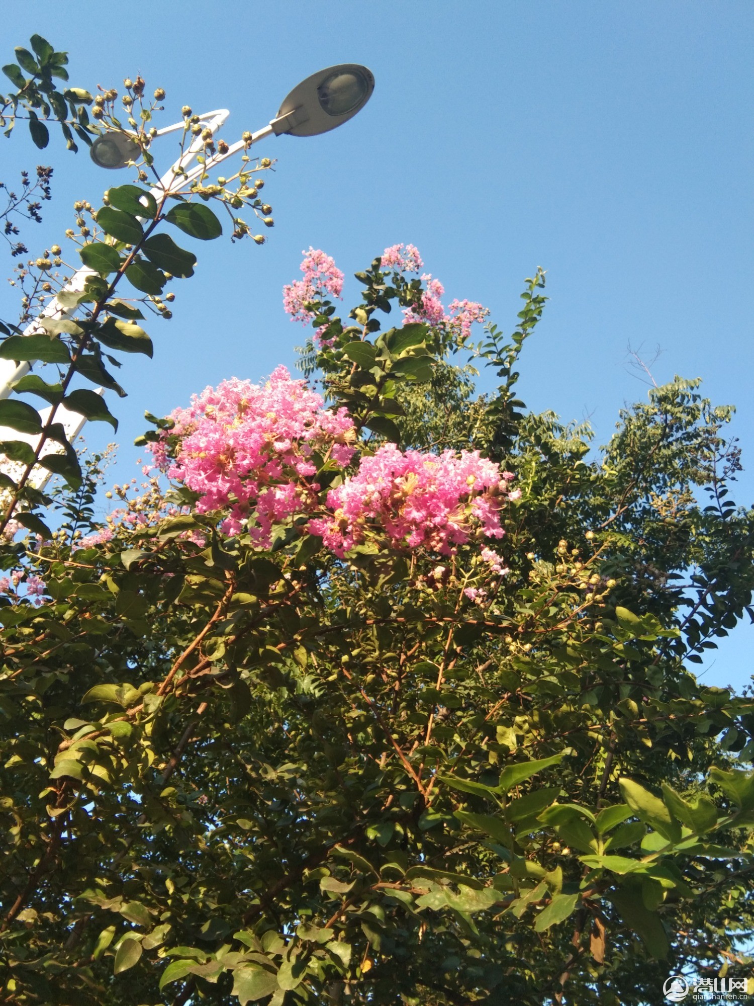 IMG_20200803_175925.jpg