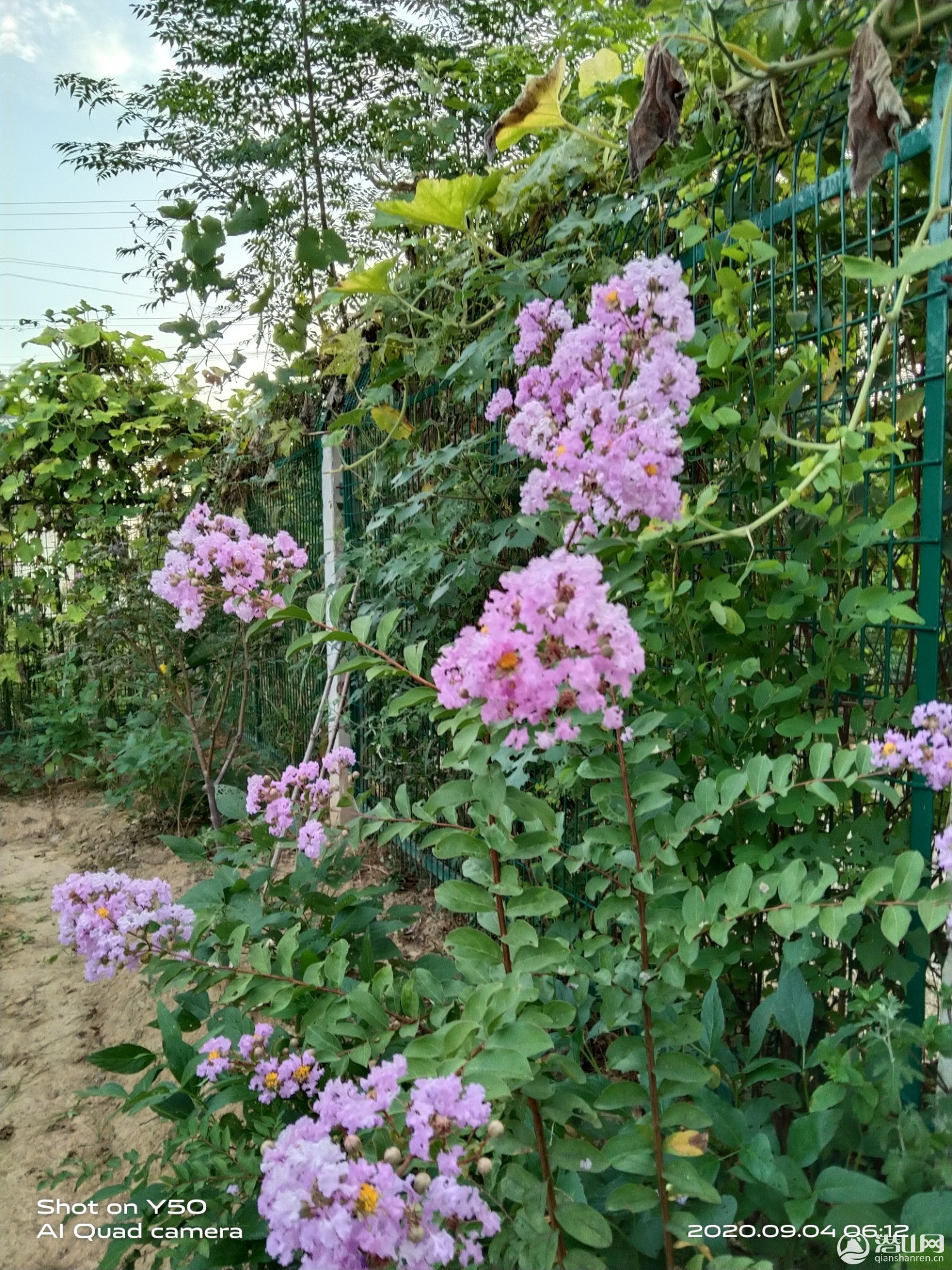 IMG_20200904_061241.jpg