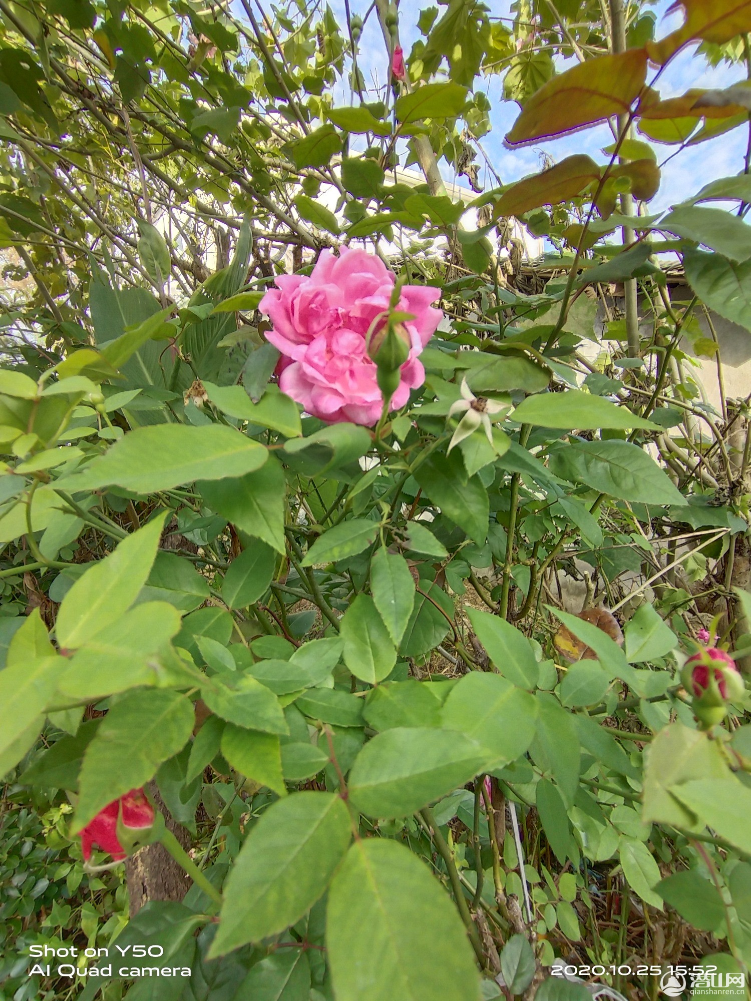 IMG_20201025_155236.jpg