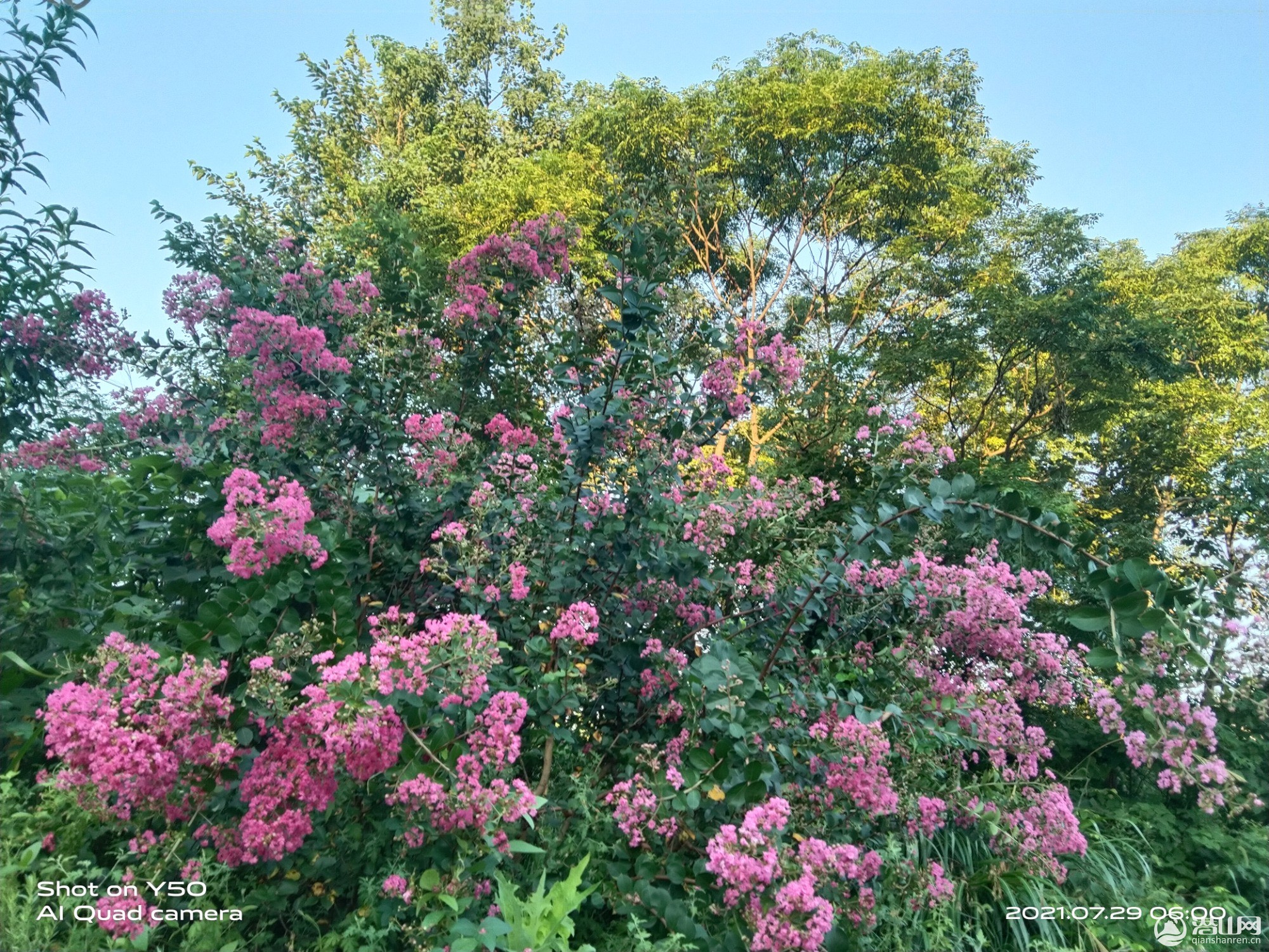 IMG_20210729_060013.jpg