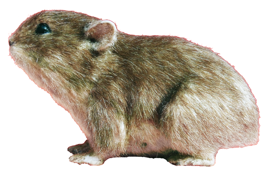a035ef7ae1d9dfb039e4a66db6d739ac.png